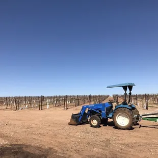 Looking out towards the vineyard