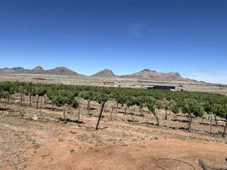 Flying Kite Vineyard