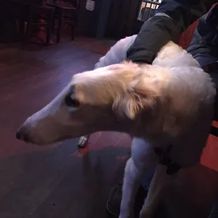 Beers with the pup.