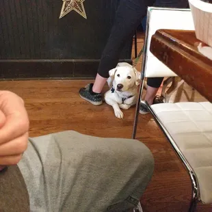 They do allow dogs inside.