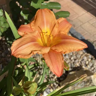 Tara M.