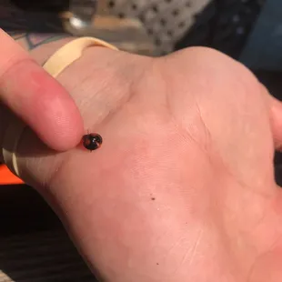 Lady bugs at fly ties