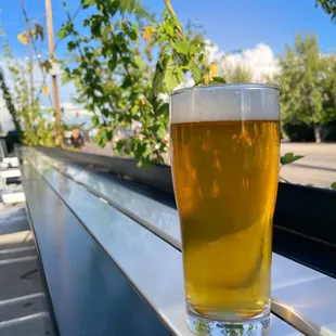 Eddy Pale Ale