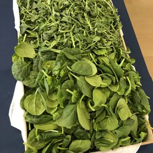 Catering salad bar