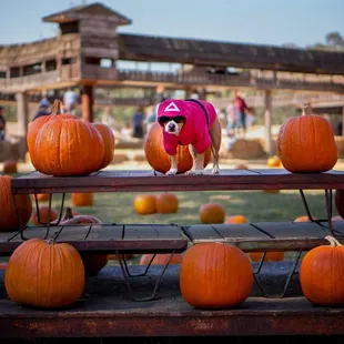 Squid Game costume for Halloween