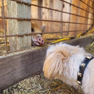 Hachi smells the little piggies, and vice versa.