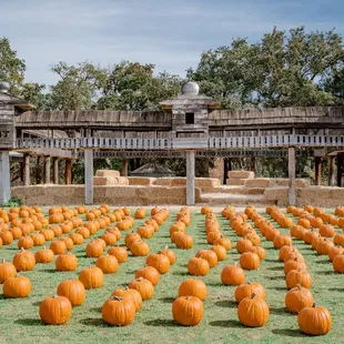 Pick your favorite pumpkin and play on the farm at Fog Willow.