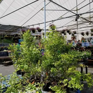 a variety of plants under a tent