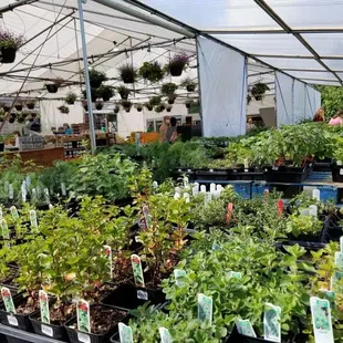 a variety of plants in a greenhouse