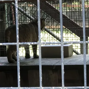 Bobcat's behind