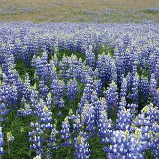 Lupines
