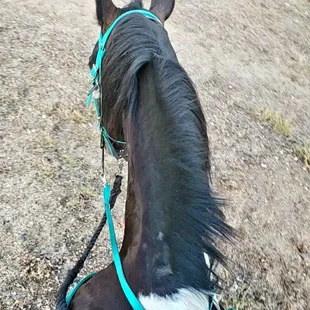 The trail around Folsom Lake is very equestrian friendly!