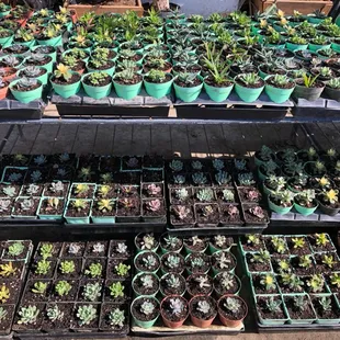 Fonseca's Nursery