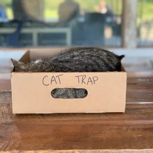 a cat sleeping in a cardboard box