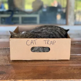 a cat sleeping in a cardboard box