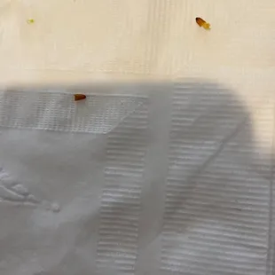 Maggot egg
