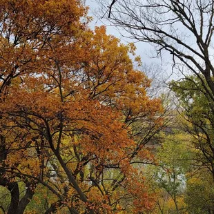 Beautiful fall colors off the boardwalk.