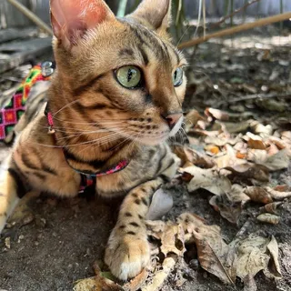 Sophia V.