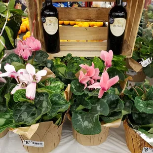 a variety of flowers