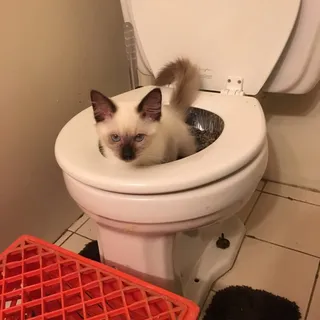 M C.