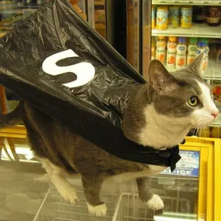 Nabi, the shop cat at the Foodery