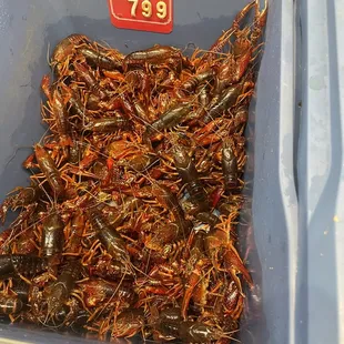 Live crawfish