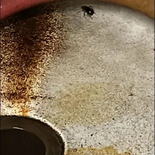 There was more, but they ran off to the drain