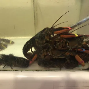 Lobster King Live Lobsters