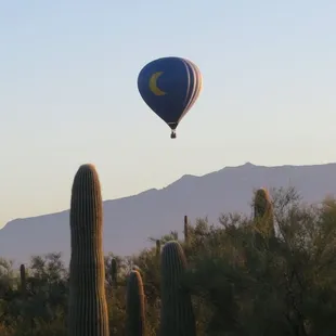 Quietly floating over the Saguaros.