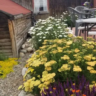 Foote&apos;s garden