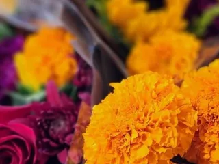 DeMartini Orchard - Kozy Brothers