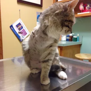 Tripod going to get her hip looked at.