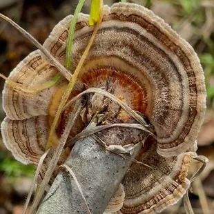 Turkey Tail
