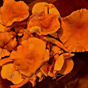 Candy cap mushrooms to take home!