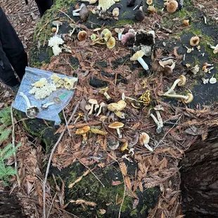 Super fun and educational!! We loved it!