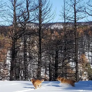 My Dogs playing In The snow on one of the two lots we boufgt!! Winter 2018!! Beautiful Land. Great prices,