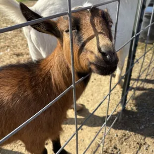 The animals were so cute