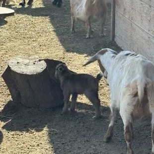 Goat pen