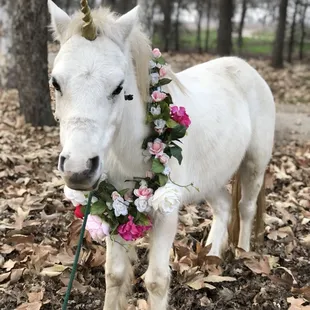 Unicorn rental for Parties