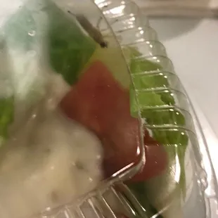 bug in the salad container