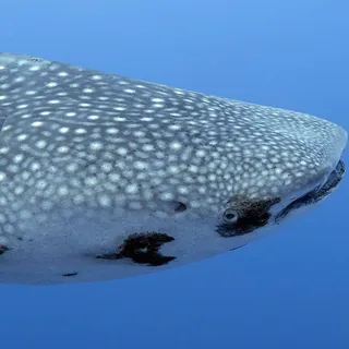 Su H.
