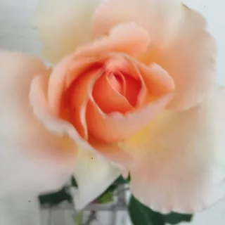 Gayle S.