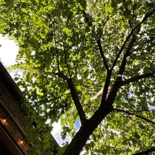 Pretty patio tree