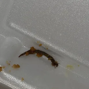 a worm in a plastic container