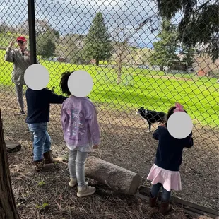 Farmer explaining gardening and her border collie herding ducks