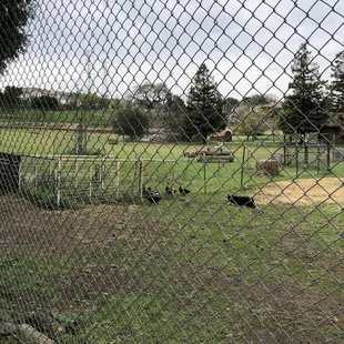 Mission accomplished - the border collie drove all the ducklings to the other side