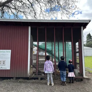 Learning about chickens