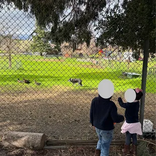 Border collie herding ducks lol