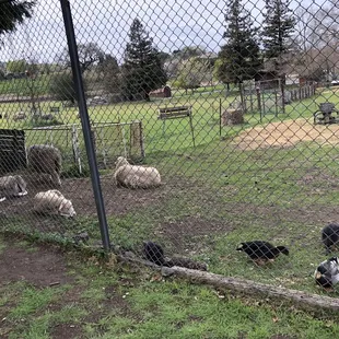 Ducks and Sheep congregation