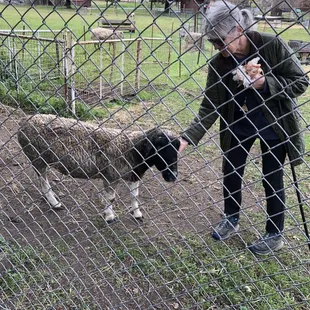 You call them lambs if under 12 months old, and then they  get promoted to sheep.